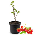Red Currant Live Plant, 4-7 Inch Tal Potted Berry Plant - Edible Fruit Shrub for Garden, Patio, and Container Growing
