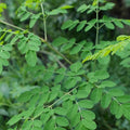 04 Trees Moringa Plants Live for Planting Oleifera Moringa Live Tree, Well Rooted, Come Without Pot, 6 to 10 Inches Tall