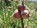 3 Walking Onion Plants Live for Planting Outdoors, 5 to 10 Inch Tall, 1 Year Old, Well Rooted for Planting, Not Walking Onion Seeds Bulbs