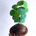 Stephania Cephalantha Live Plant, 2.5-3" Caudex with Sprouts, Rare Hardy Caudex Succulent Houseplant for Indoor Growing and Home Décor