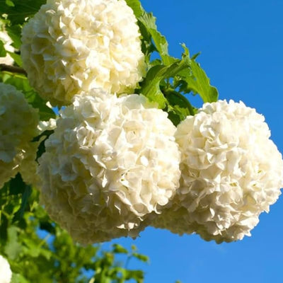 Old Fashion Snowball Viburnum Tree Live Plant Shrub in Pot, 8 Months Old Bush Ready to Grow Ready to Grow Outdoor Fragrant, 6-12"