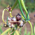 3 Walking Onion Plants Live for Planting Outdoors, 5 to 10 Inch Tall, 1 Year Old, Well Rooted for Planting, Not Walking Onion Seeds Bulbs