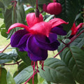 Red Purple Fuchsia Plants Live, Fuchsia Plants, 3 to 5" Tall Starter Plug, Hardy Perennial Flowers Plant for Planting, Hanging Basket, Colorful Plant