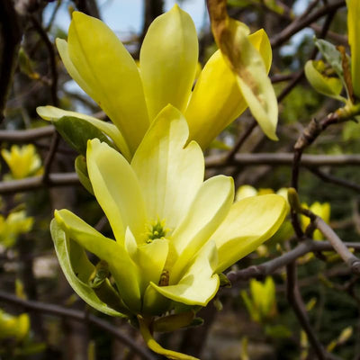 Yellow Magnolia Tree Live Plant, Magnolia Plant Live 6 to 12 Inches Tall, in 2.5 Inches Pot, Yellow Magnolia Bush Fragrant Magnolia Flowers