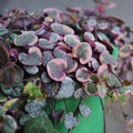 String of Hearts Plant Live, Variegated String of Hearts Plant Live, Succulent Vine Plant Live for Hanging Baskets, 2.5 Inches Pot