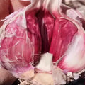 1/2 LB Red Chesnok Garlic Bulbs for Planting in Fall, High Yield Hardneck Garlic Cloves Seeds, Fresh, Cold Hardy and Fast Growing, Various Varieties