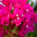 2 Pink Bougainvillea Plants Rooted for Growing, Between 4 Inc and 6 Inc Long, Bougainvillea Live Plant, Live Bougainvillea Plant