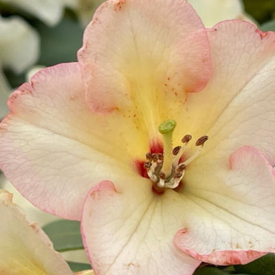 Big 1 Gallon Yellow to White Or Apricot Rhododendron Plants Live, 1-3 Years Old Azalea Plants Live Shrubs Bushes for Planting, Very Well Rooted