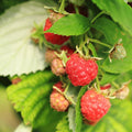 Raspberry Plant Live for Planting 6 to 12 Inch Height, Raspberry Bush Live Plant to Grow, Sweet Raspberries Seedling Outdoor (Red Raspberry)