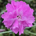 Dianthus Perennial Plants, Tiny Dianthus Fragrant, Hardy Groundcover 2.5 Inc Pot