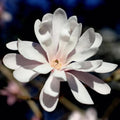 Star Magnolia Tree Live Plant, Magnolia Plant Live 6 to 12 Inches Tall, in 2.5 Inches Pot, White Magnolia Bush Fragrant Magnolia Flowers