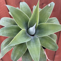 Live Green Foxtail Agave Plant 1 Year Old in 4" Pot, 7-8 Inches in Tall, Live Succulent Perennial Indoor Outdoor Growing