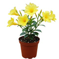 2 Yellow Mandevilla Plants Live, Mandevilla Live Plant for Garden, 4 Inc to 7 Inc Tall, Mandevilla Live Plant Pot, Live Mandevilla Vine Plants