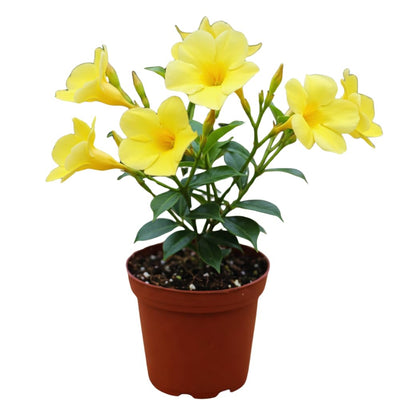 2 Yellow Mandevilla Plants Live, Mandevilla Live Plant for Garden, 4 Inc to 7 Inc Tall, Mandevilla Live Plant Pot, Live Mandevilla Vine Plants