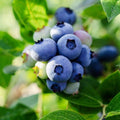 Fresh Sweet Blueberry Plant Live for Planting, Blueberry Bushes for Planting, 4"-7" Cold Hardy Blueberries Southern Highbush