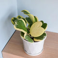 Variegated Heart Leaf Hoya, Hoya Kerrii Plant Live 4 Inch Pot, Indoor Houseplant to Grow in Container or Hanging Basket
