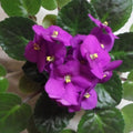 Purple African Violets Live Plants in Pots, Live African Violet Plants House Plant for Indoor Outdoor Décor, 4" Pot, Well-Rooted and Year-Round Blooming