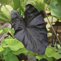 2 Black Alocasia Plants Live Houseplant for Indoor Outdoor Growing, 4 to 8 Inches Tall, Rare and Hardy