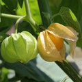 Cape Gooseberry Plant Live, 6-10 Inch Tall in 4" Pot, Golden Berry Perennial Fruit Plant for Outdoor Growing