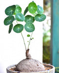 Stephania Cephalantha Plant Medium Caudeux 3-3.5 Inch Wide, No Hair Roots Rare Succulents, Cold Hardy Indoor Houseplant