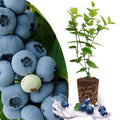 Easy to Grow Blueberry Plant Live for Planting, Blueberry Bushes for Planting, 4"-7" Cold Hardy Blueberries Southern Highbush