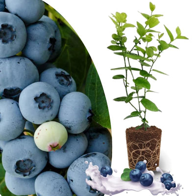 Easy to Grow Blueberry Plant Live for Planting, Blueberry Bushes for Planting, 4"-7" Cold Hardy Blueberries Southern Highbush