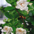2 Frostproof White Jasmine Plants Live, Gardenia Plant Indoor Outdoor, Very Fragrant, 4 to 7 Inc Tall Live Jasmine Stree Plant, Hardy Zones 7-10