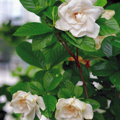 2 Frostproof White Jasmine Plants Live, Gardenia Plant Indoor Outdoor, Very Fragrant, 4 to 7 Inc Tall Live Jasmine Stree Plant, Hardy Zones 7-10