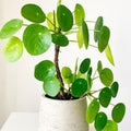 2 Money Plants Live, 5 to 6 Inc Long, Pilea Peperomioides Plant Live for Garden, Money Live Plants