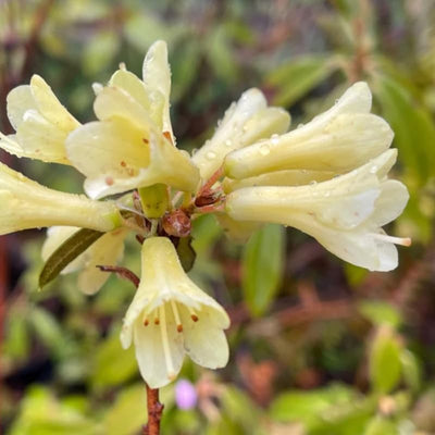 Big 1 Gallon Yellow Rhododendron Plants Live, 1-3 Years Old Azalea Plants Live Shrubs Bushes for Planting, Very Well Rooted