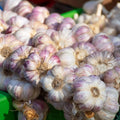 Garlic Bulbs for Planting, 1/2 Lbs, 4 to 5 Garlic Bulbs for Growing