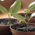 2 Starter Meyer Lemon Tree Live Plant Seedling, Small 1-2 Inches Yellow Lemon Lime Tree for Spring Planting, Very Hardy, Fragrant Citrus