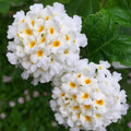 2 Traling White Lantana Plants Live Trees, Ready to Bloom, Hardy Long Blooming Seasons, Vibrant Colorful Perennial Fragrant, 5-10" in Tall, Full Sun Growing