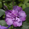 1 Lavender Rose of Sharon Plant Live 4 Inch Pot, Hibiscus Plant with Stunning Flowers, Lavender Althea Hibiscus Syriacus