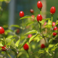 Chiltepin Pepper Plants Live for Planting, Chiltepin Pepper Live Plant, Red Chili Plant from 4 to 7 Inches Tall, 4 Inch Pot for Planting
