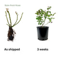 Red Climbing Rose Live Plant, Can Grow As Rose Bushes Shrubs, Fragrant Ready to Plant, Starter Size, 5 to 10 Inc Tall, Dormant in Winter