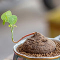 Hardy Stephania Cephalantha Plant, in 3.5" Pot, Caudex with Growth Starter, Unique Rare Succulent Vine Houseplant for Pots and Displays