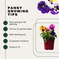 2 Pansy Flower Plants Live 4'' Pot, Multi-Color Blooms Pansies, Outdoor Gardens, Pots, and Landscaping Growing