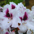 Big 1 Gallon Bright White Rhododendron Plants Live, 1-3 Years Old Azalea Plants Live Shrubs Bushes for Planting, Very Well Rooted
