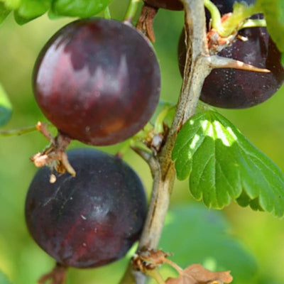 Black Velvet Gooseberry Plant Live for Planting, Black Gooseberry Bushes Live Plant 5 to 9 Inch Tall, Gooseberries Fruit