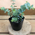 Eucalyptus Plant Live, Blue Eucalyptus Tree Live Plant, 4 to 6 Inches Tall Starter Plant