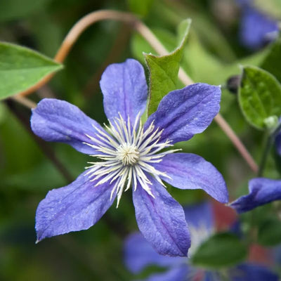 15 Blue Clematis Seeds for Planting, Clematis Vine Seeds Clematis Flowers, Clematis Seeds Perennial