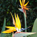 Live Bird of Paradise Plant, Yellow Bird of Paradise 4-6" Tall, No Pot