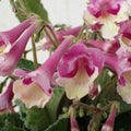 Bicolor Streptocarpus Plant Live, Ladyslipper Primrose Flowering Houseplant in 3.25 Inch Pot, Indoor Blooming Plants for Planting, 4-8 Inches