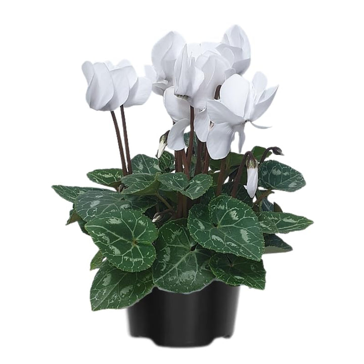 White Cyclamen Plant Live in 4" Pot, Hardy Indoor Flowering Houseplant with Ornamental Blooms, Easy to Grow Home Decor Plant