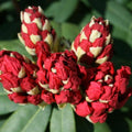 Big 1 Gallon Red Rhododendron Plants Live, 1-3 Years Old Azalea Plants Live Shrubs Bushes for Planting, Very Well Rooted