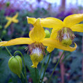20 Yellow Clematis Seeds for Planting, Love Clematis Vine Seeds Clematis Flowers, Clematis Seeds Perennial