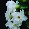 White Desert Rose Live Plant, Succulent Cactus Plant, Adenium Desert Rose Plant Live, Colorful Bonsai Tree, 4 to 8 Inches Tall