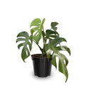 Monstera Plant Live, Monstera Fully Rooted 4-7'' Tall, No Pot, Easy-Care, Fast-Growing Indoor Houseplant (Deliciosa Swiss Cheese)