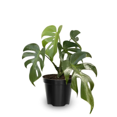 Monstera Plant Live, Monstera Fully Rooted 4-7'' Tall, No Pot, Easy-Care, Fast-Growing Indoor Houseplant (Deliciosa Swiss Cheese)